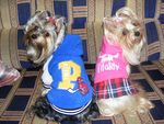 Yorki 