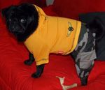 Mops
