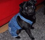 Mops