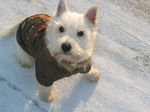  West Highland White Terier