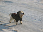 Westie