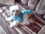 Chi�ski Grzywacz