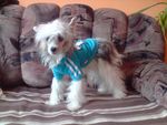 Chi�ski Grzywacz
